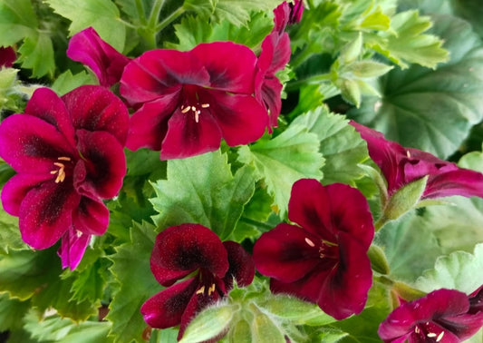 Pelargonium F2 Hybrid Augustus 10 Pellets