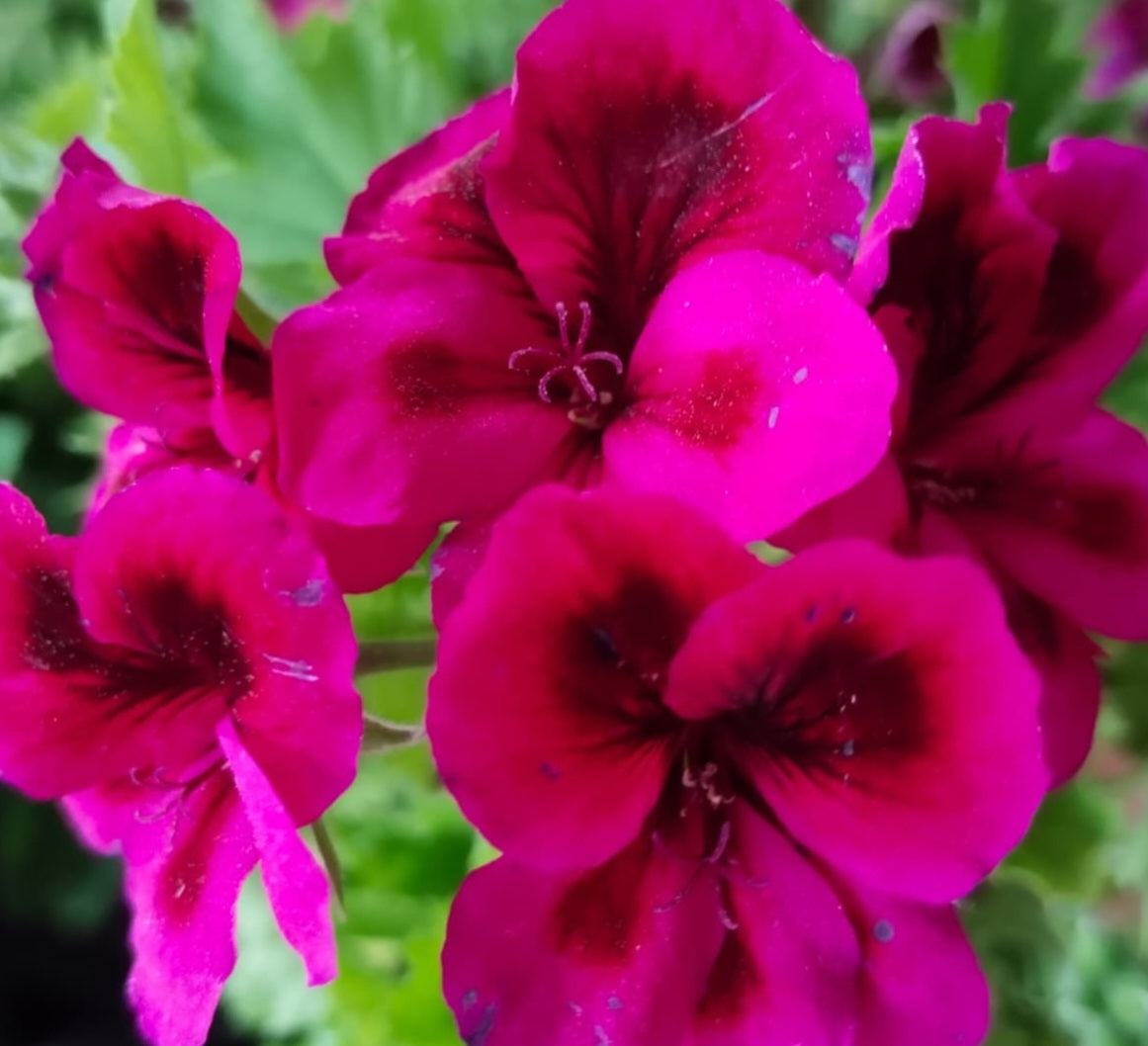 Pelargonium F2 Hybrid Berengar 10 Pellets