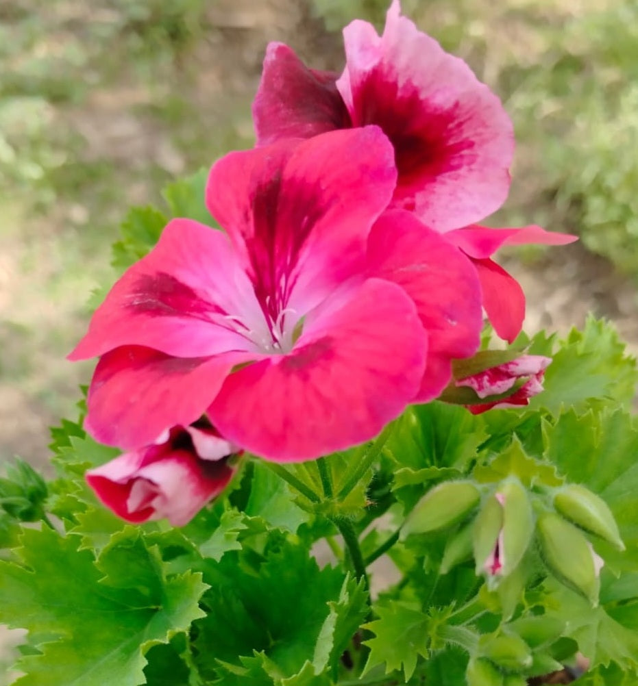 Pelargonium F2 Hybrid Lysander 10 Pellets