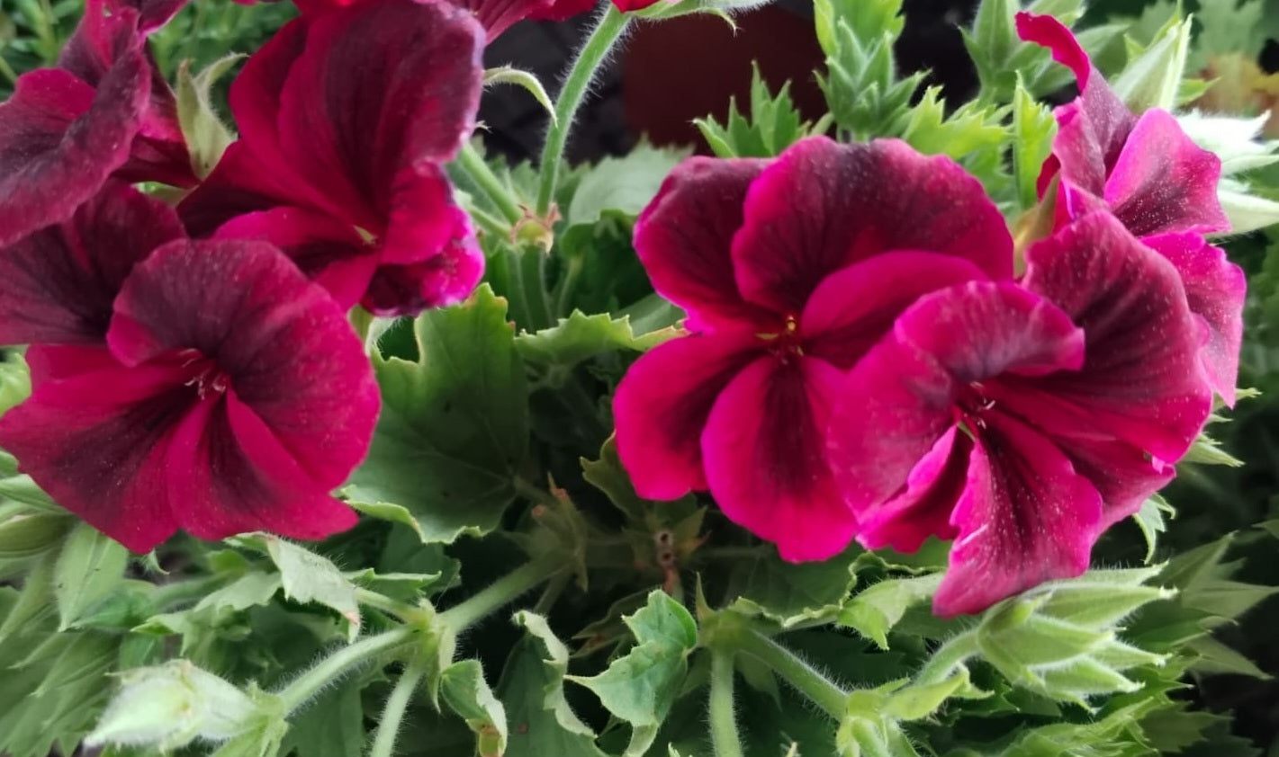 Pelargonium F2 Hybrid Berengar 10 Pellets