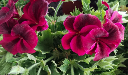 Pelargonium F2 Hybrid Berengar 10 Pellets