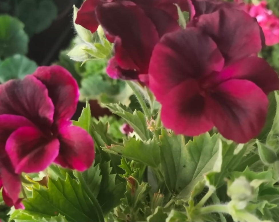 Pelargonium F2 Hybrid Augustus 10 Pellets