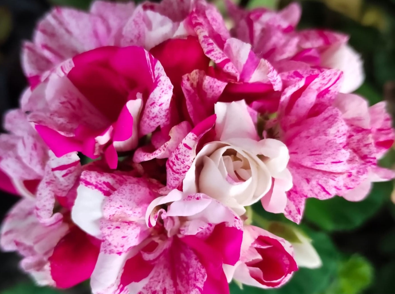 Pelargonium F2 Hybrid Orion 10 Pellets