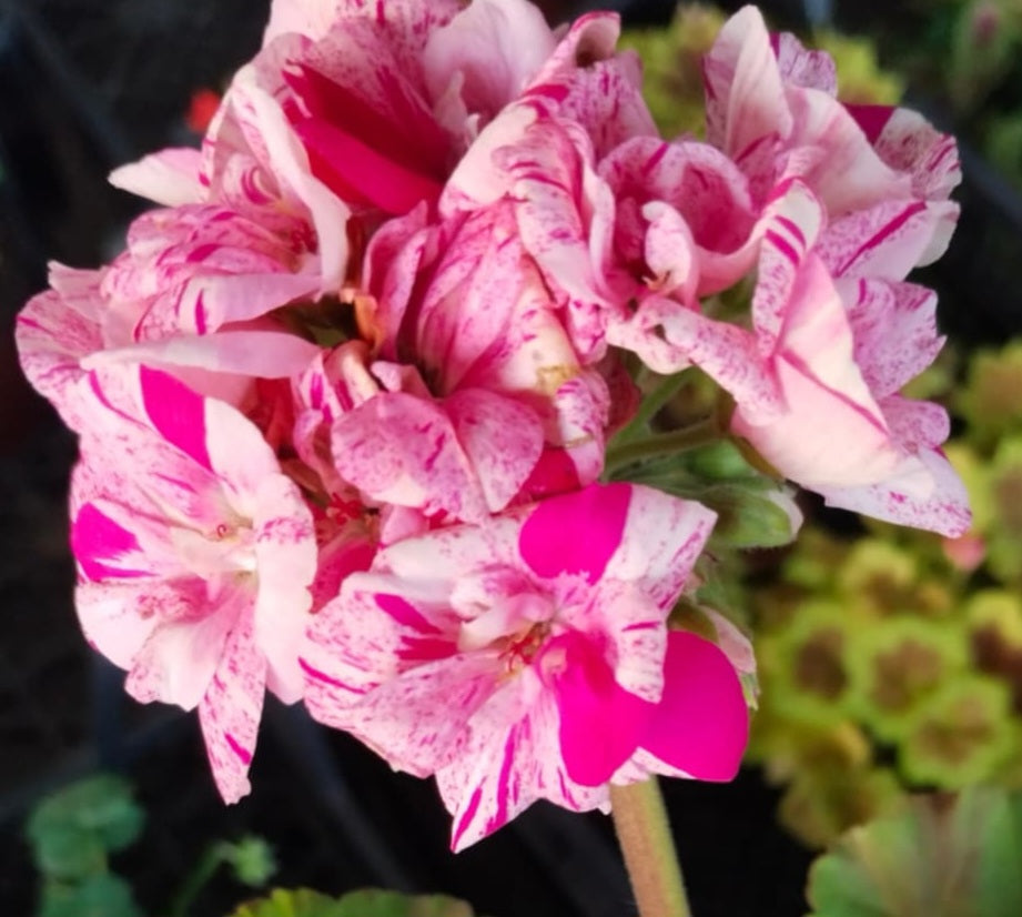 Pelargonium F2 Hybrid Orion 10 Pellets