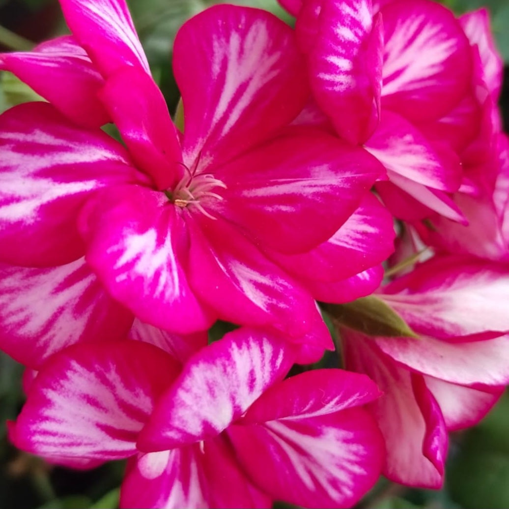 Pelargonium F2 Hybrid Aeneas 10 Pellets