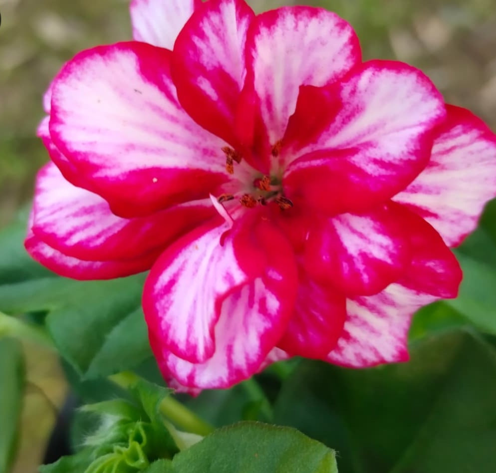 Pelargonium F2 Hybrid Aeneas 10 Pellets