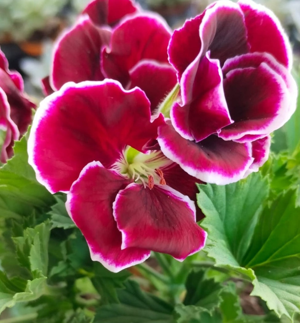 Pelargonium F2 Hybrid Shades 10 Pellets