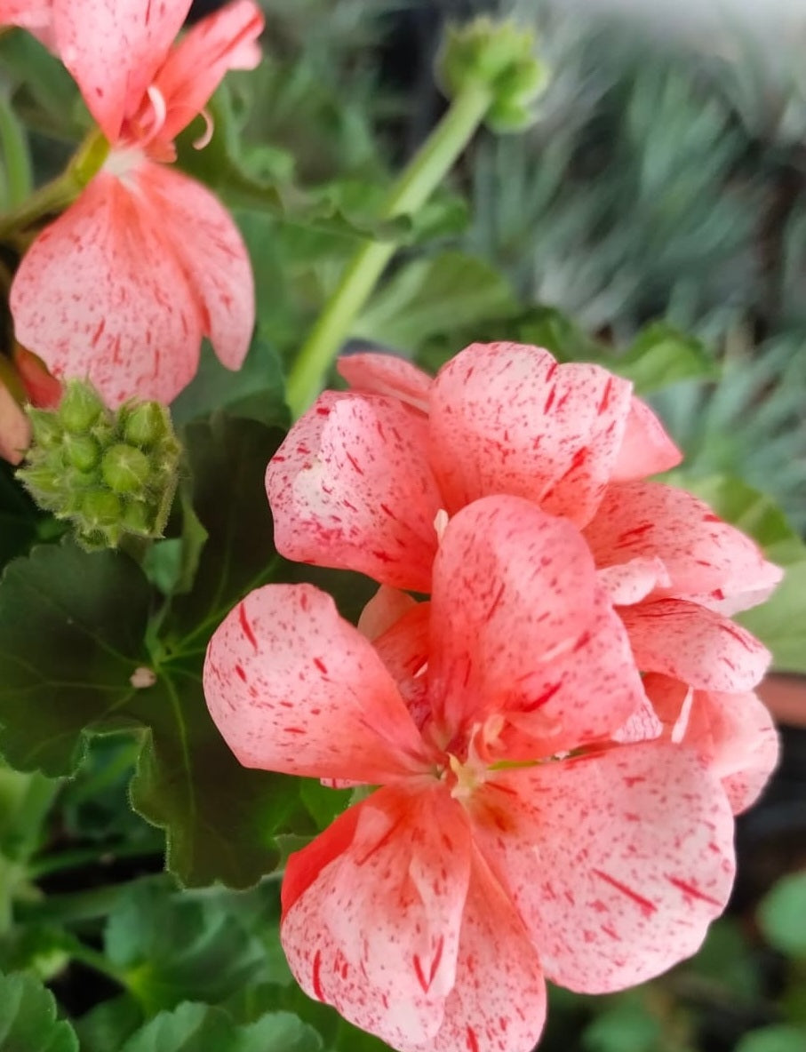 Pelargonium F2 Hybrid Lucien 10 Pellets