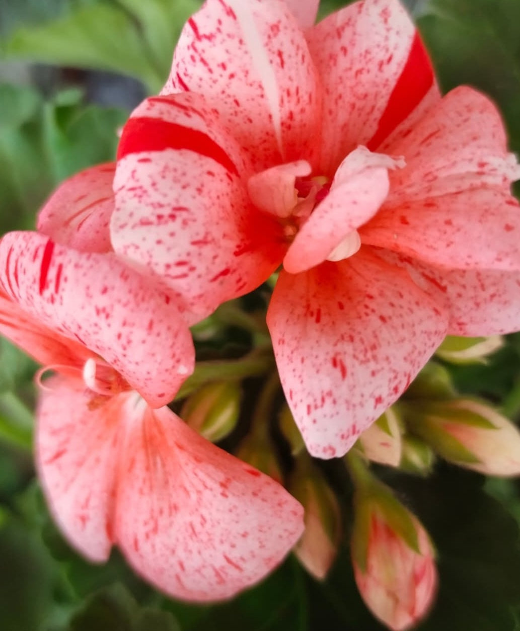 Pelargonium F2 Hybrid Lucien 10 Pellets