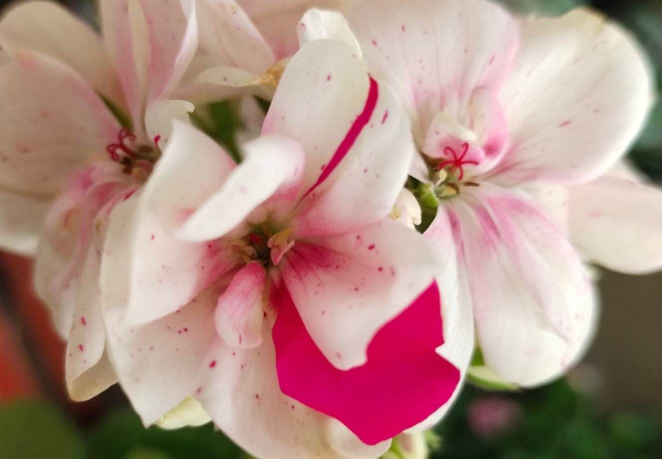 Pelargonium F2 Hybrid Quillon 10 Pellets