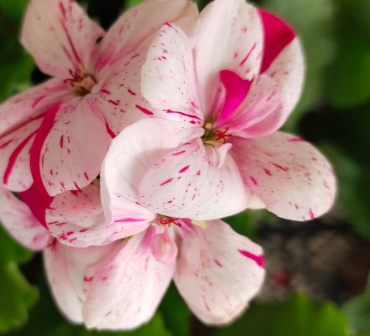 Pelargonium F2 Hybrid Quillon 10 Pellets