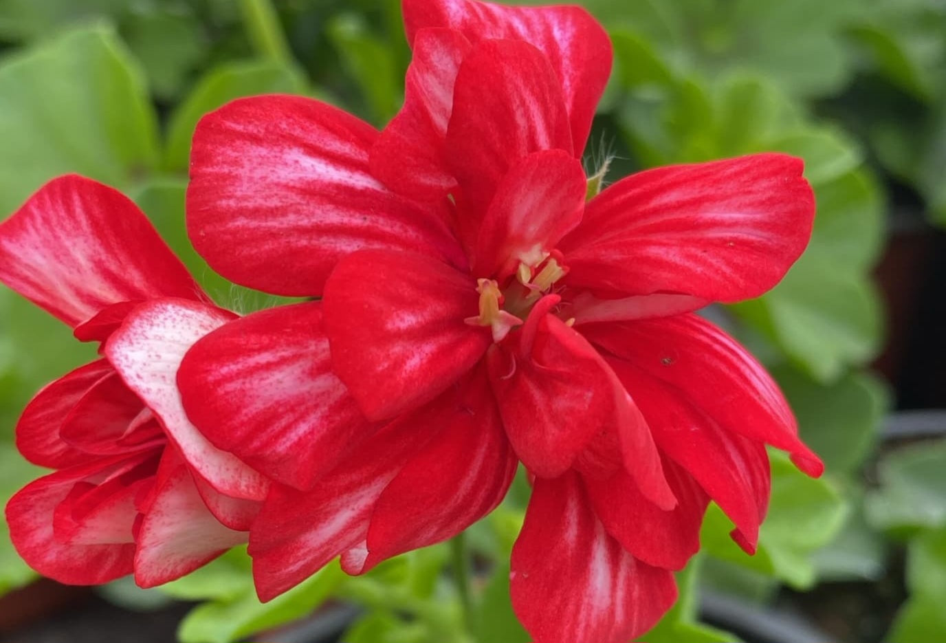 Pelargonium F2 Hybrid Lancelot 10 Pellets