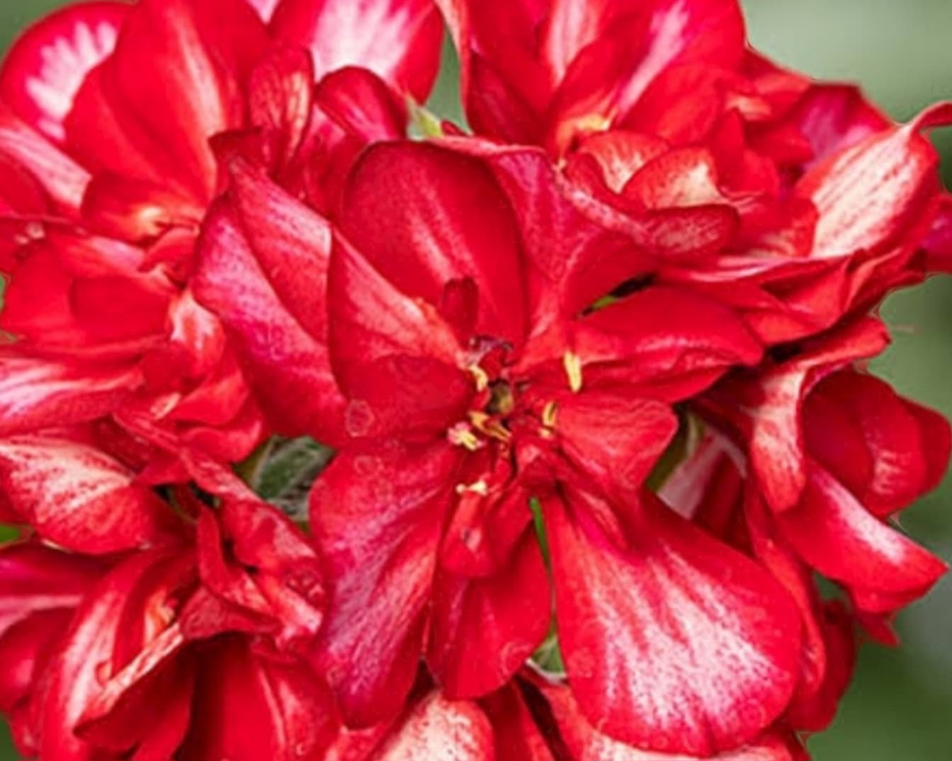 Pelargonium F2 Hybrid Lancelot 10 Pellets