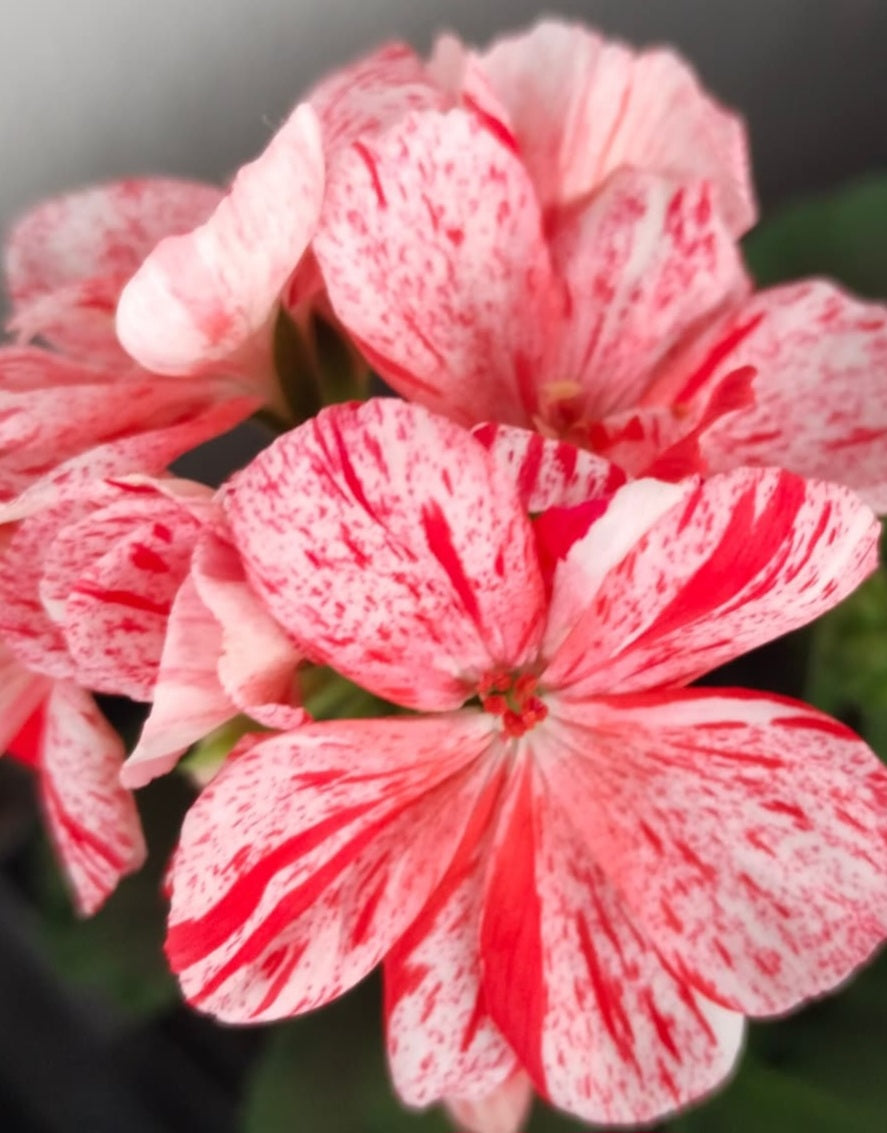 Pelargonium F2 Hybrid Kane 10 Pellets
