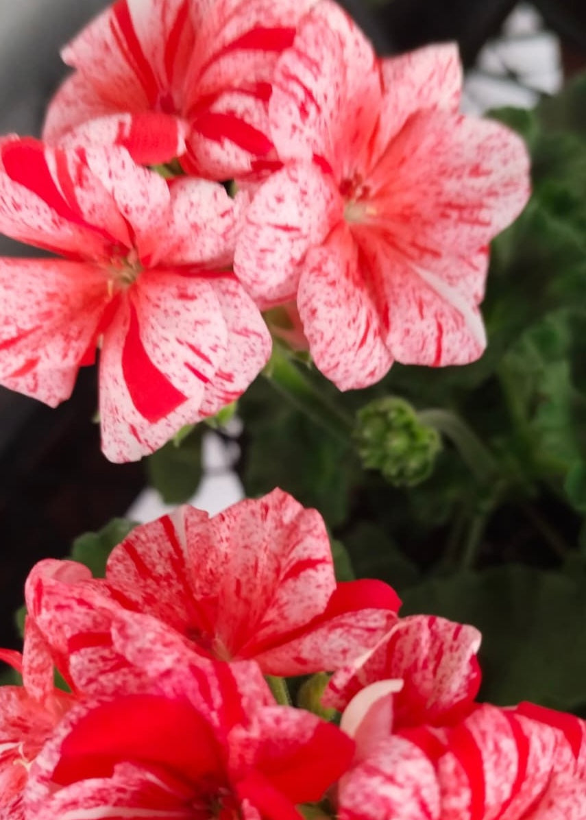 Pelargonium F2 Hybrid Kane 10 Pellets