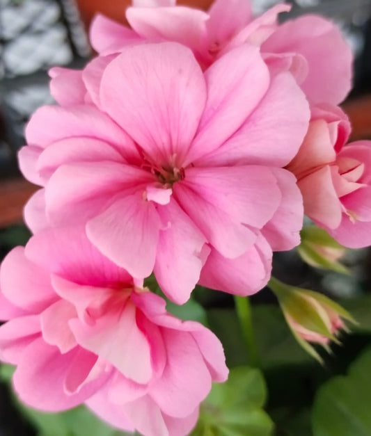 Pelargonium F2 Hybrid Darius 10 Pellets