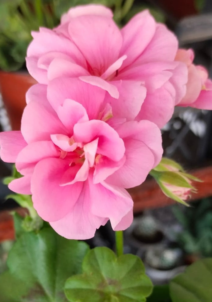 Pelargonium F2 Hybrid Darius 10 Pellets