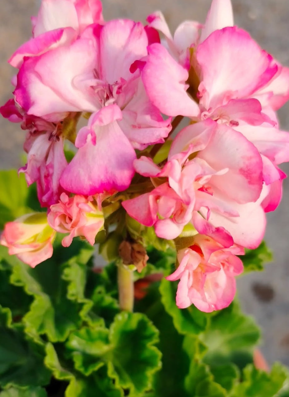 Pelargonium F2 Hybrid Leofric 10 Pellets