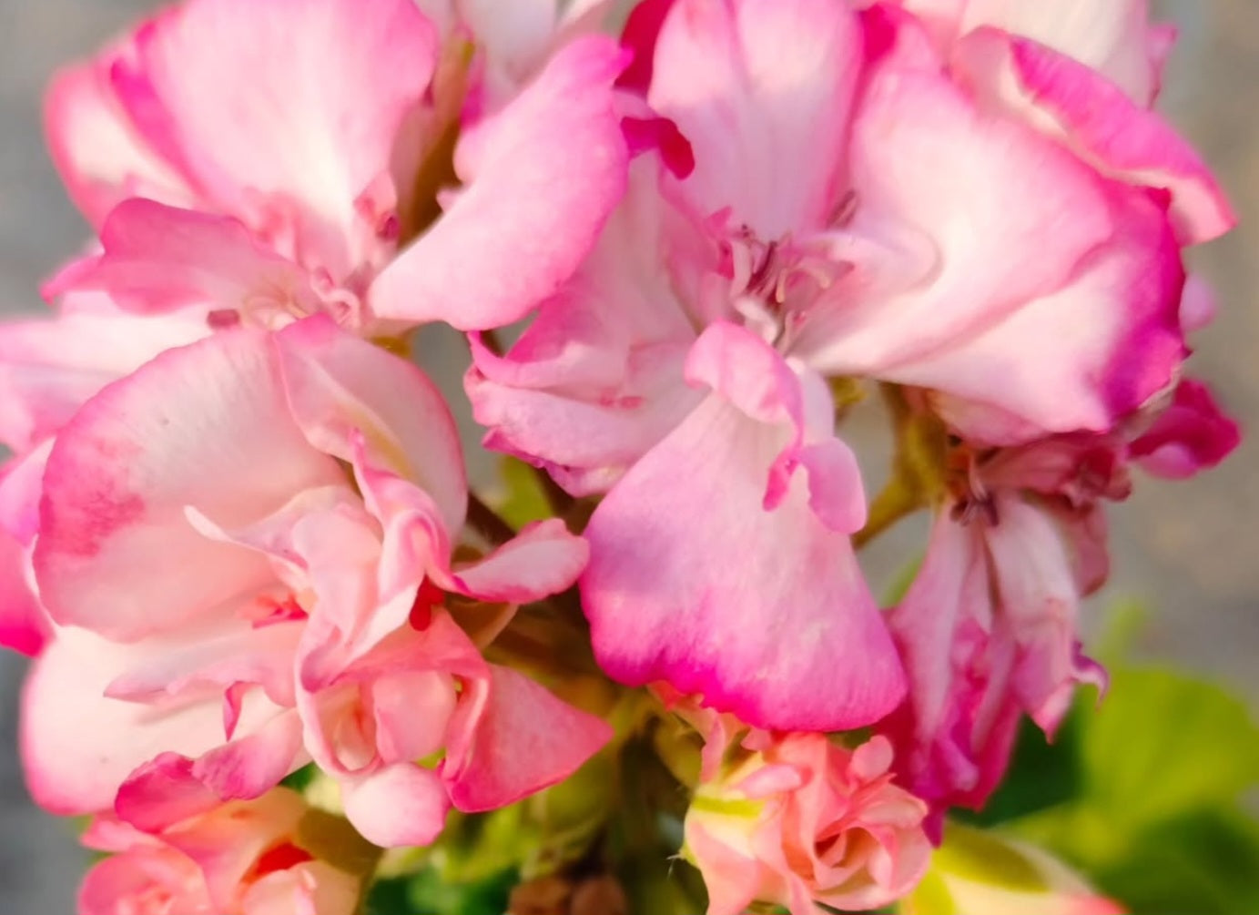 Pelargonium F2 Hybrid Leofric 10 Pellets