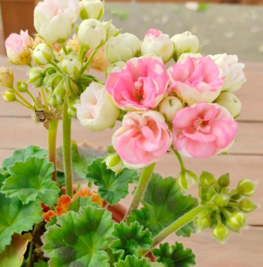 Pelargonium F2 Hybrid Bastian 10 Pellets
