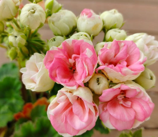 Pelargonium F2 Hybrid Bastian 10 Pellets