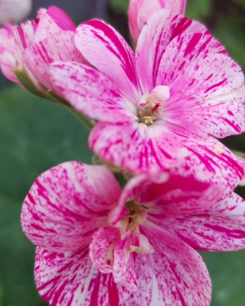 Pelargonium F2 Hybrid Magnus 10 Pellets