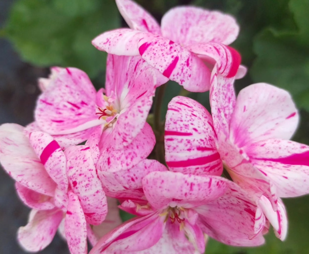 Pelargonium F2 Hybrid Magnus 10 Pellets
