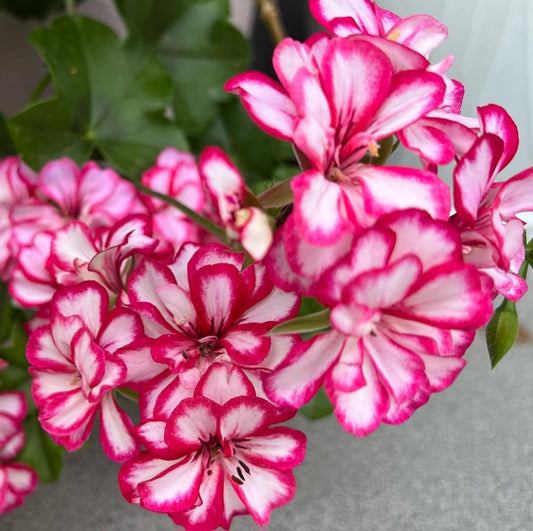 Pelargonium F2 Hybrid Zephyr 10 Pellets