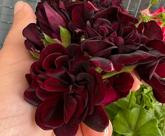 Pelargonium F2 Hybrid Tommy 10 Pellets