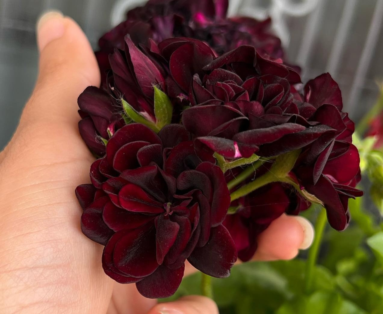 Pelargonium F2 Hybrid Tommy 10 Pellets