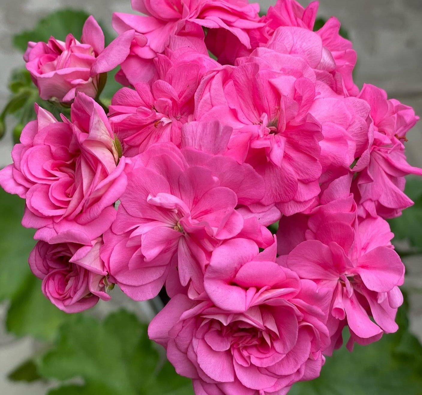Pelargonium F2 Hybrid Gideon 10 Pellets