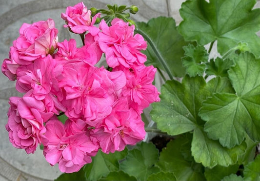Pelargonium F2 Hybrid Gideon 10 Pellets