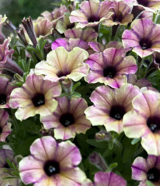 Petunia Rose Town 200 Seeds