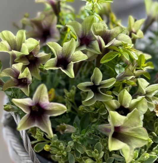 Petunia Miss America 200 Seeds