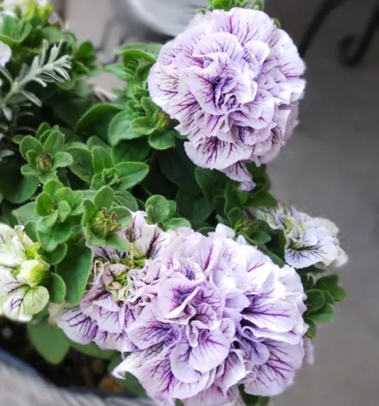 Petunia Amalia 200 Seeds