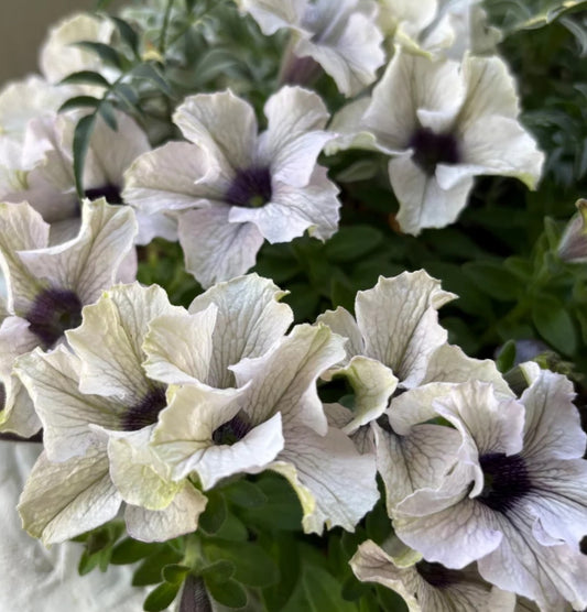 Petunia Yvonne 200 Seeds