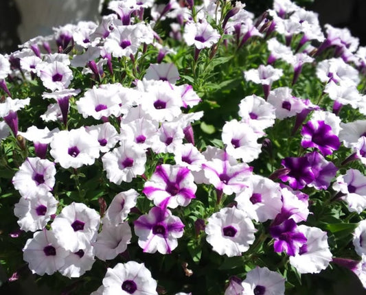 Petunia Vision Leo 200 Seeds