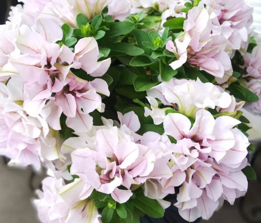 Petunia Nancy Nora 200 Seeds