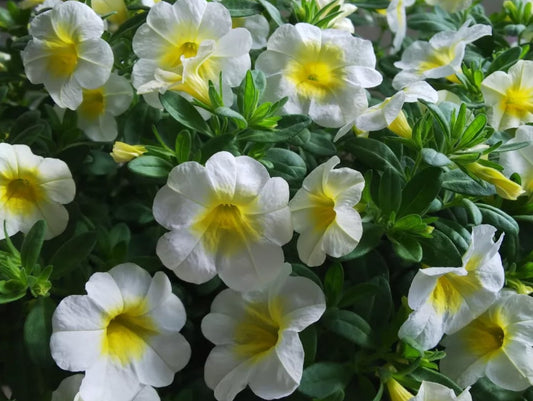 Petunia Beatrice 200 Seeds