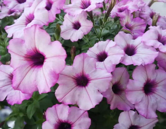 Petunia Roselily Shamira 200 Seeds