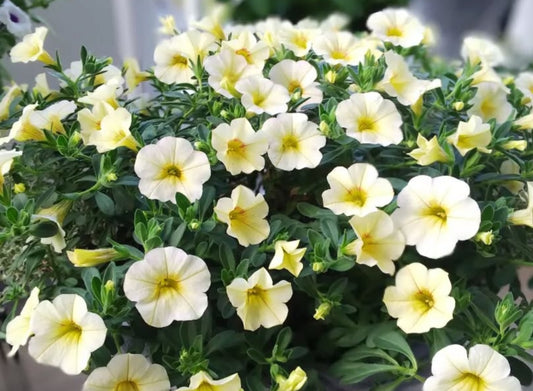 Petunia Costello 200 Seeds