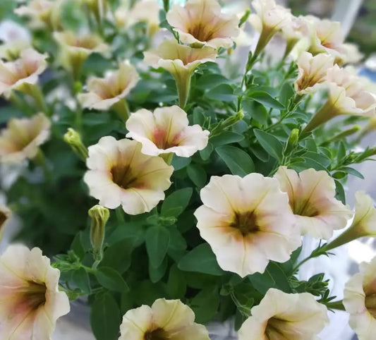 Petunia Rafaela 200 Seeds