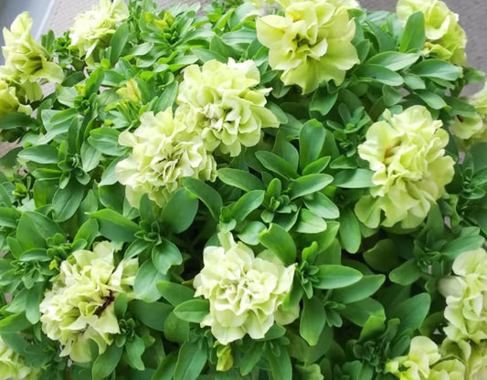 Petunia Toki 200 Seeds