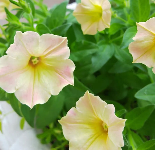 Petunia Love Jewelry 200 Seeds