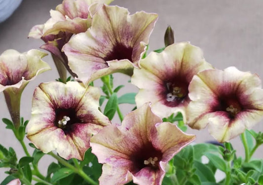 Petunia Ibiza 200 Seeds