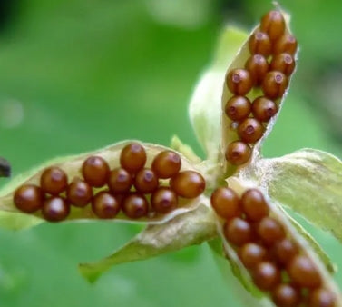 Pansy Japan Series Eithne 60 Seeds