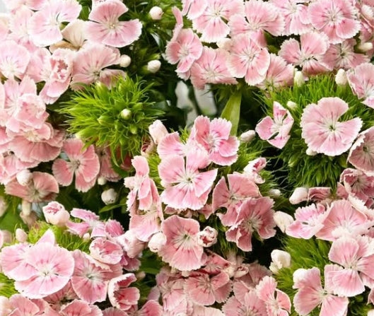 Dianthus superbus ’Kiwi polka ballet’ 100 Seeds