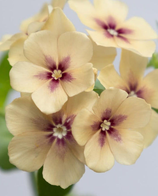 Phlox drummondii ’Cherry caramel’ 100 Seeds