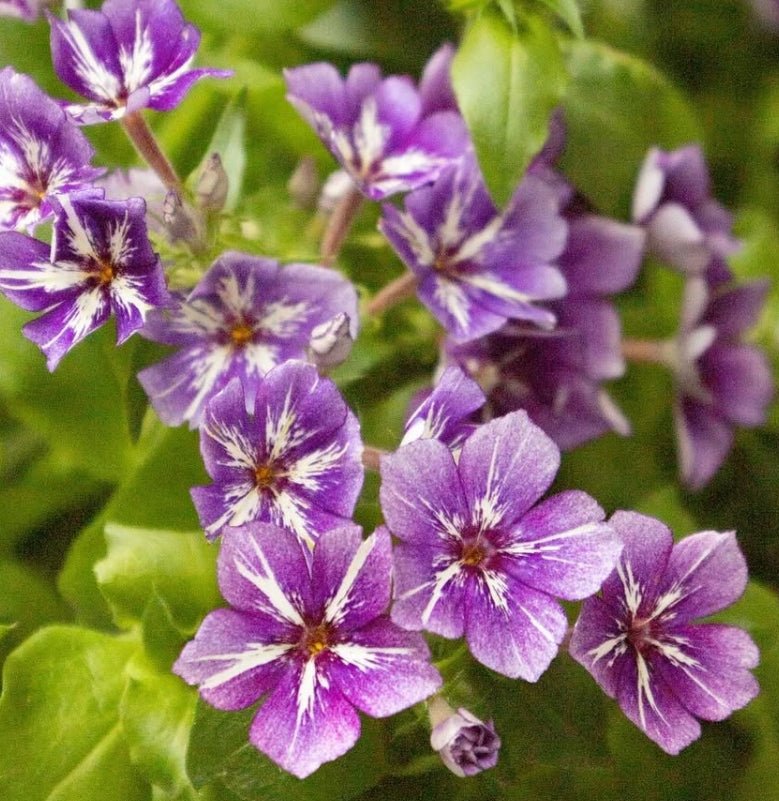 Phlox drummondii ’Suger stars’ 50 Seeds