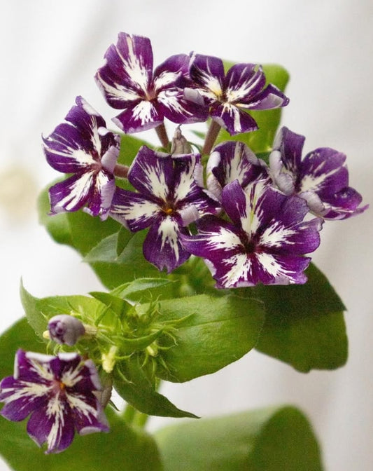 Phlox drummondii ’Suger stars’ 50 Seeds